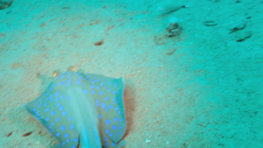 Stingray swims on the coral reef. Red sea.