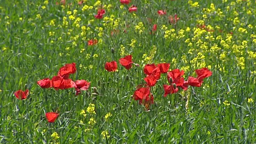 PROVENCE, FRANCE: alpine meadow with poppies & Brassica nigra (mustard) blooming in French Alps. The Route Napoleon leads from the French Riviera to the southern Pre-Alps.