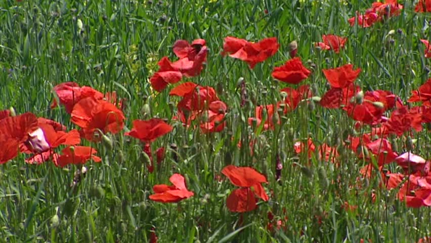 PROVENCE, FRANCE: alpine meadow with poppies blooming in French Alps. The Route Napoleon leads from the French Riviera to the southern Pre-Alps.