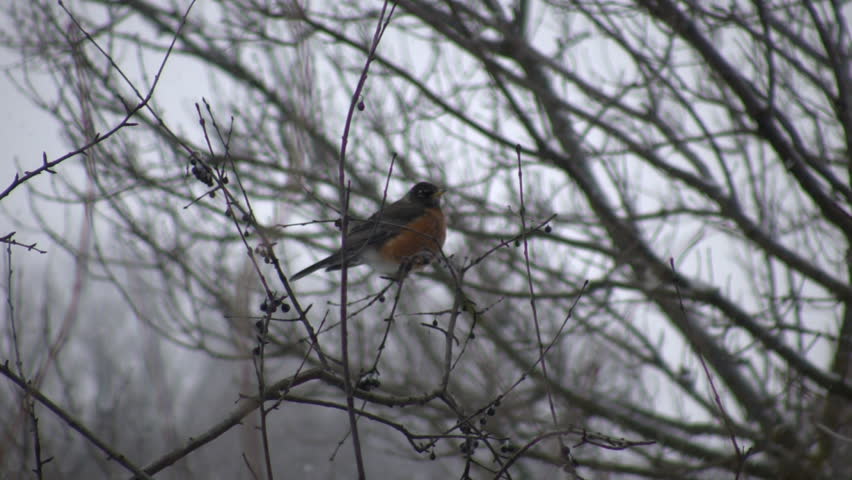 A Robin quietly sits in a tree letting us know that spring has finally arrived (High Definition)