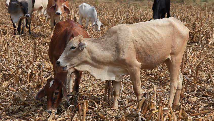 Cow eating dry grass