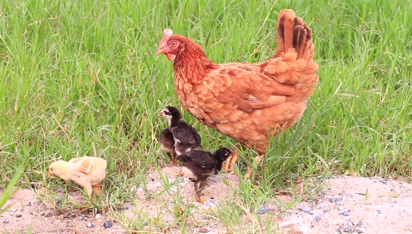 Brown chicken walking on green grass field