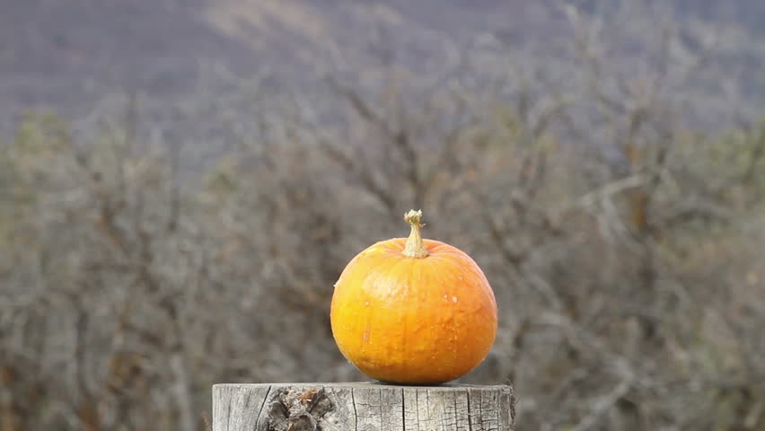 Pumpkin vegetable Halloween explodes rifle slow. Pumpkin jackolantern exploding after being shot with a high powered rifle. Sitting on tree stump log in rural farm field. Autumn after Halloween video.