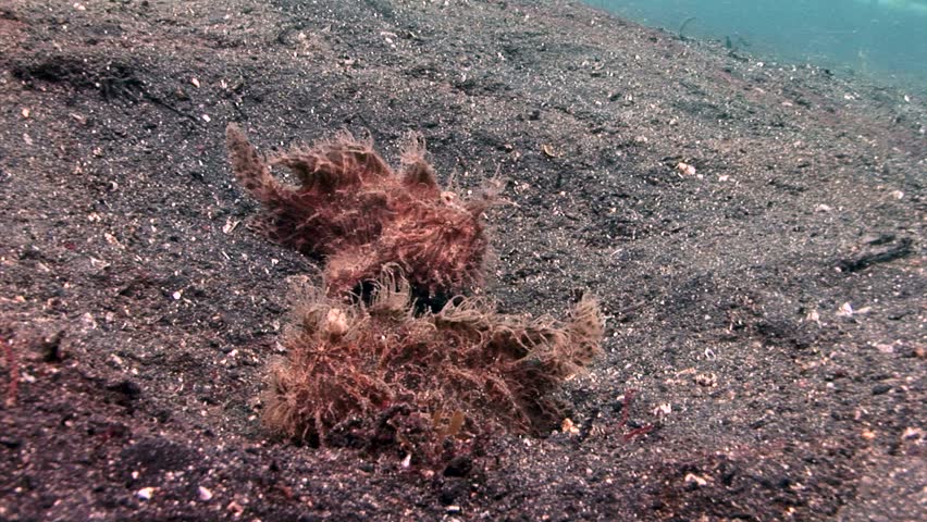 strange underwater creatures 1 5 clips lembeh strait indonesia