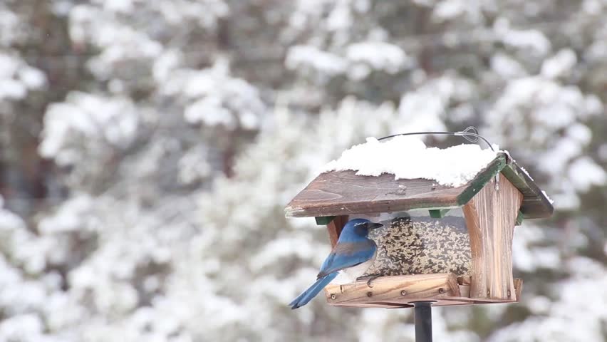 Western Scrub Jay bird eating from a feeder in winter