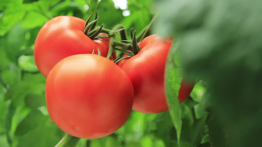 tomatoes in the greenhouse (3 shots)