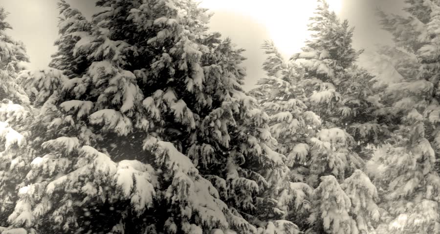 Camera panning inter snow blows on trees