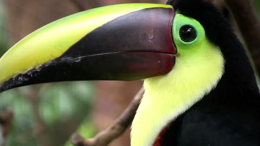 rainbow-billed toucan part 1
Tortuguero (Costa Rica ) Nationalpark June 2012
