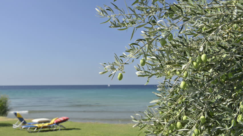Olives close up against blue sea and sky
