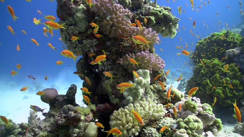Colorful Fish on Vibrant Coral Reef, static scene, Red sea