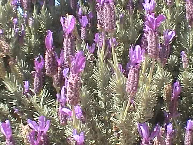 Purple flowers