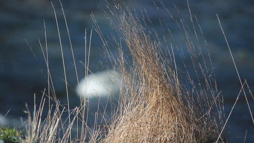 Seaside winter grass bends and shifts in a stiff,cold wind/Seaside Winter Grass/A strong wind tussles seaside winter grass.