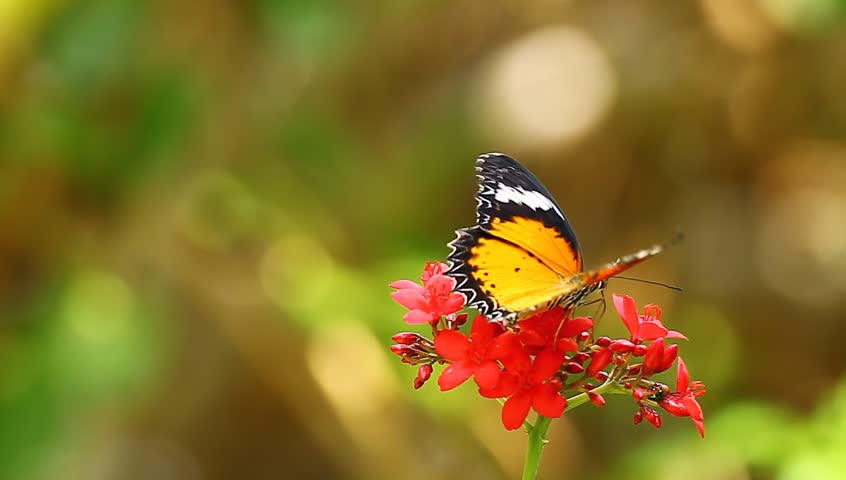 Butterflies and flowers.