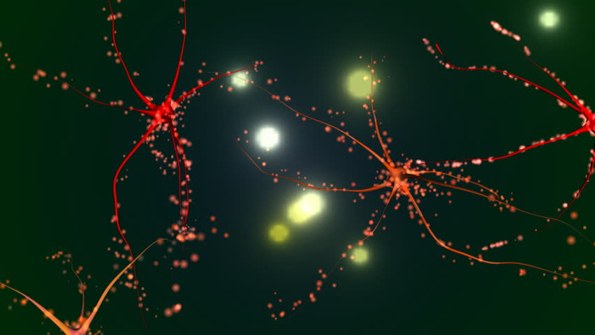 Nerve cells