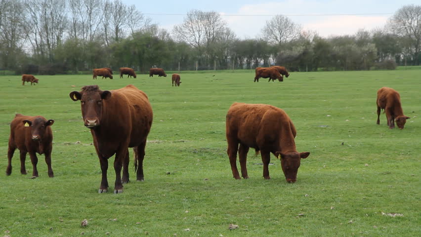 Brown cows and calfs.
Cows and calfs in field. Cambridgeshire, England.
