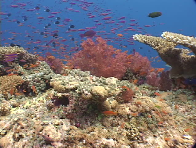 Panorama of coral and tropical fish of Fiji, South Pacific.