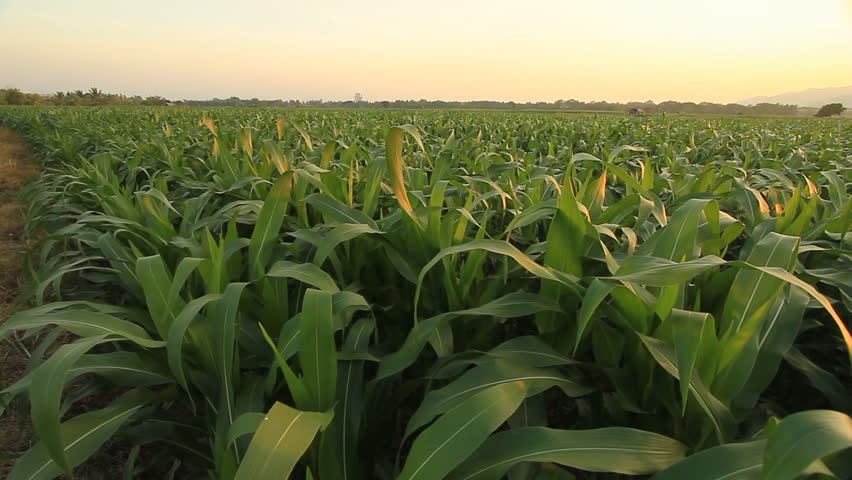 Corn farm. Crane shot.