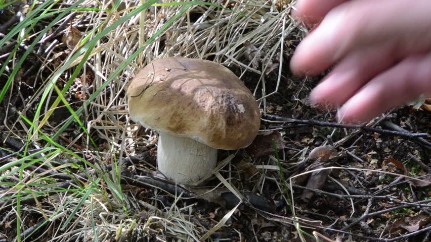hand pick up gather porcino penny bun boletus edulis cep mushroom in forest.