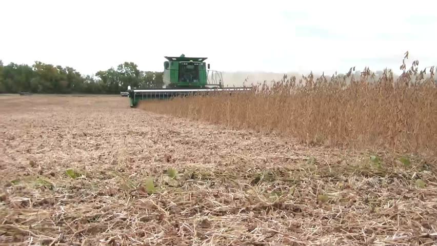Green tractor harvests crop of beans in Minnesota on windy fall day during afternoon.
