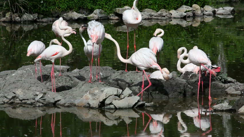 group of flamingos 
