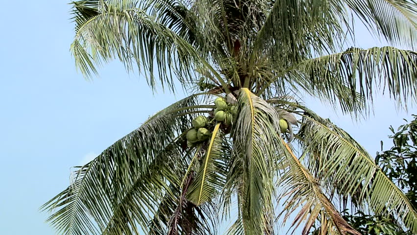 Coconuts growing in the Palm Tree