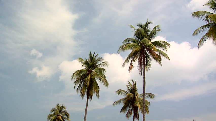 Palm Trees on Ao Loh Da Lam Beach
