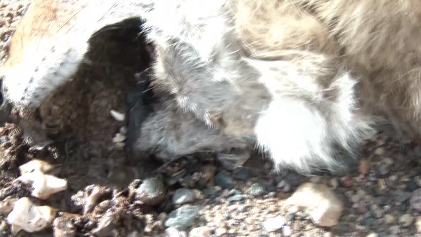 Dead coyote on roadside with maggots emitting from mouth as camera pulls away from animal in clip.