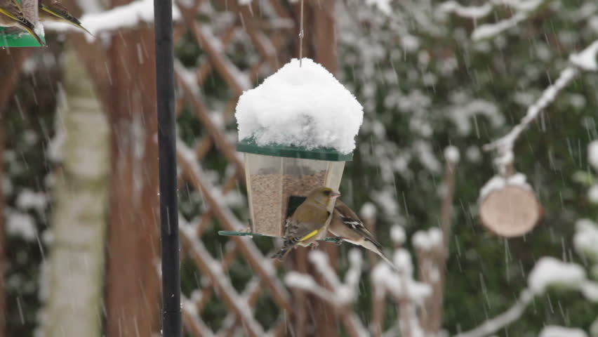 Garden birds eating seeds at feeders in winter