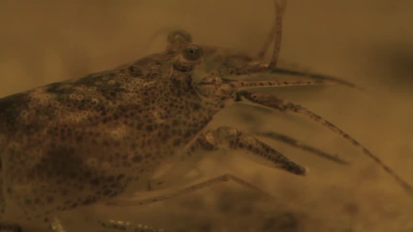 Common Shrimp