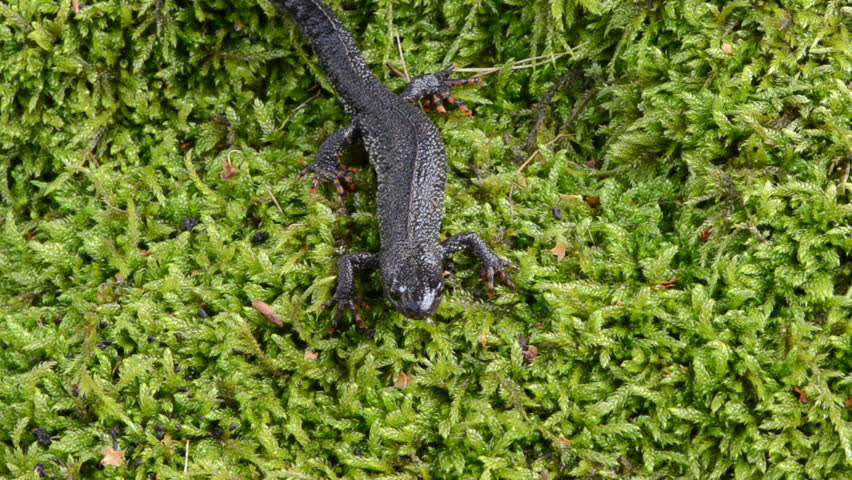 newt triton eft pleurodelinae salamandridae amphibian crawl on moss.