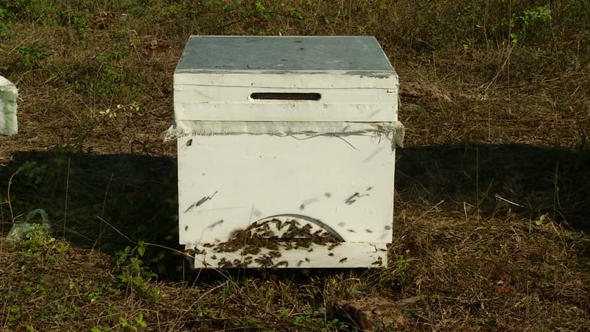 Nature Apiary. Bee-garden.
