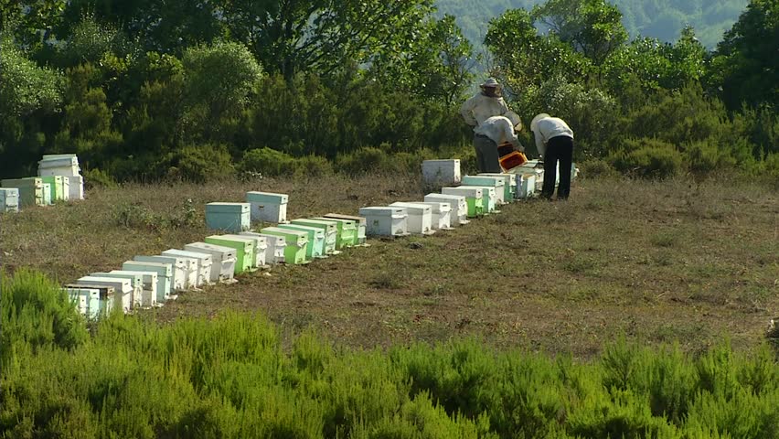 Nature Apiary. Bee-garden.
