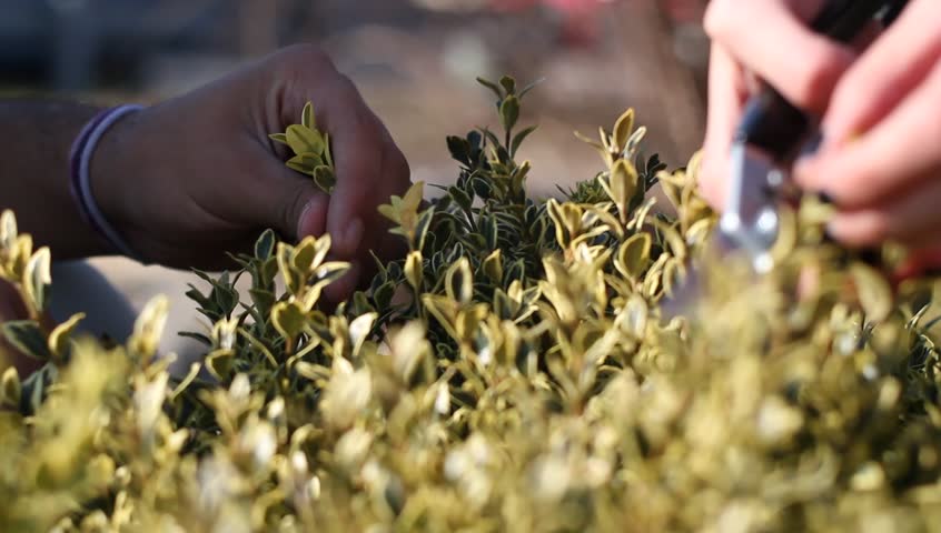Trimming bushes 