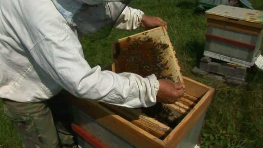 Bees in the hive
