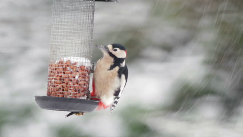 Great spotted woodpecker on bird feeder in snow storm