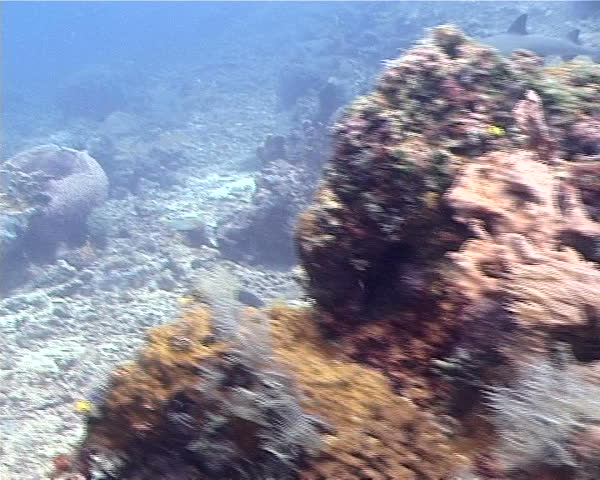 White tip reef shark swimming over the reef