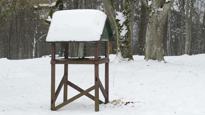 wooden bird feeder in park and small birds looking for food in winter. melting snow.
