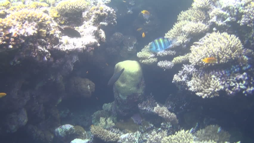 colorful fishes on reef 43