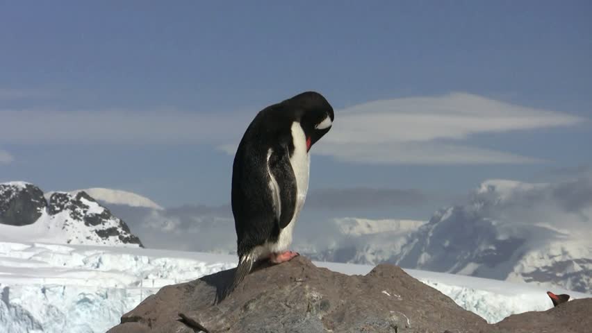 Gentoo Penguin, Antarctica
