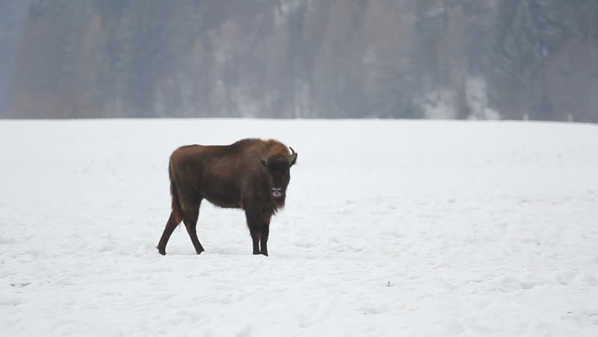 Single bison enduring the hard winter