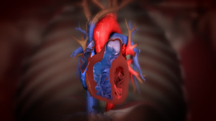 heart with blood action close up animation
