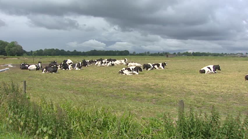 Holstein-Friesian dairy cattle ruminate in pasture