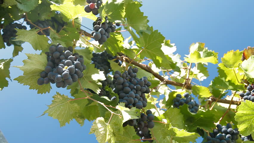 Dark Blue Grapes On The Vine Against Blue Sky