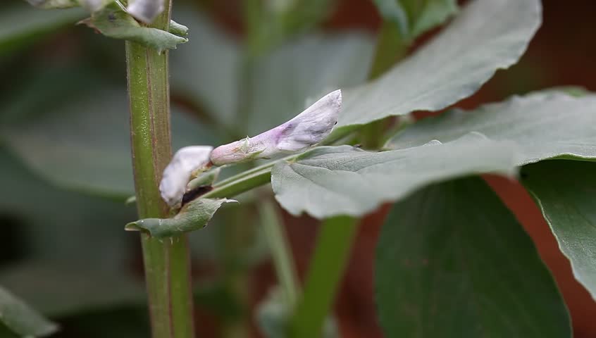 horse bean flower in the spring