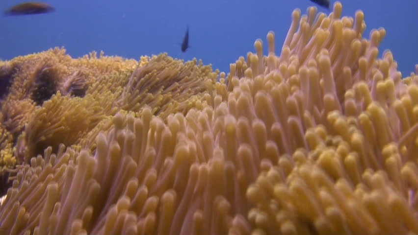Underwater, Anemone Reef Shot 1