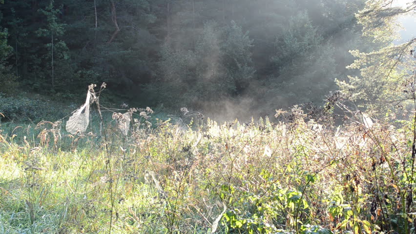 meadow with lot of spiderweb spider web on grass and fog vapour evaporate.
