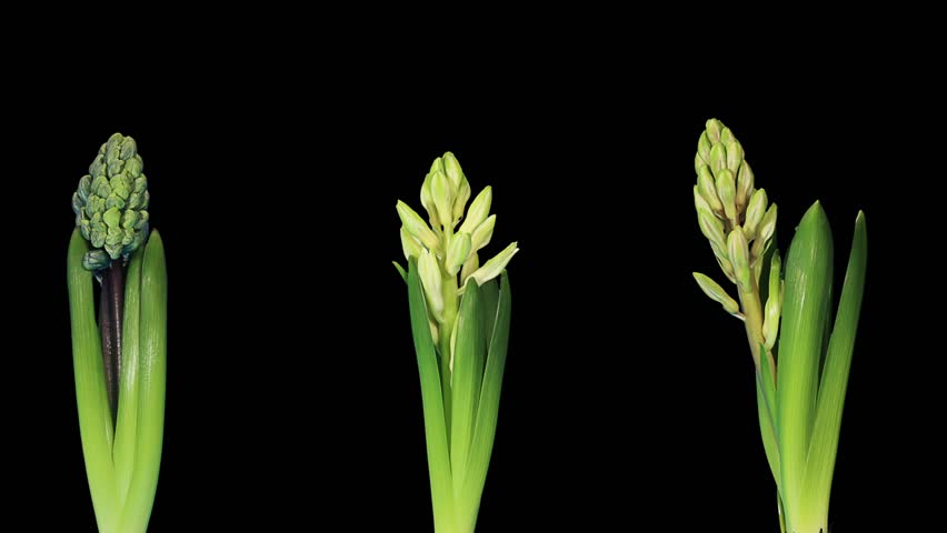 Time-lapse opening hyacinth flower buds ALPHA matte, (Hyacinthus)
