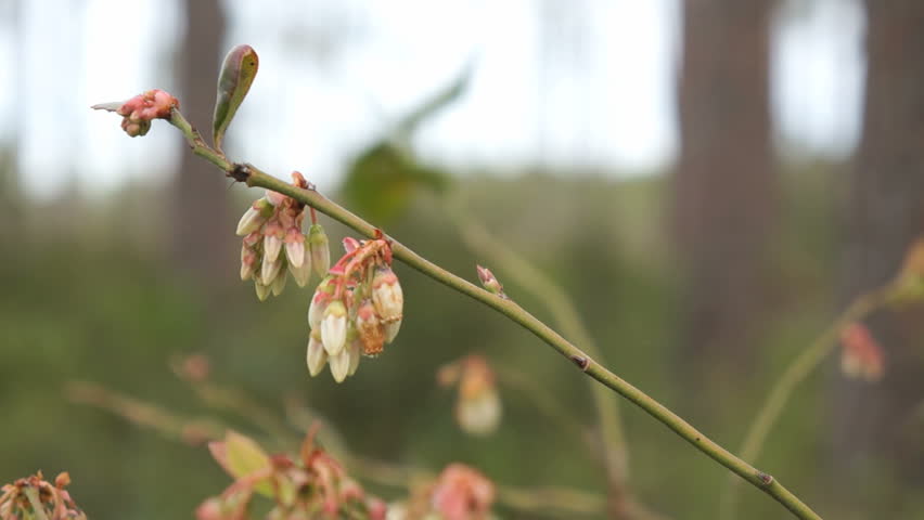 early spring bloom of highbush blueberry, Vaccinium corymbosum, an important wildlife food in the Florida flatwoods