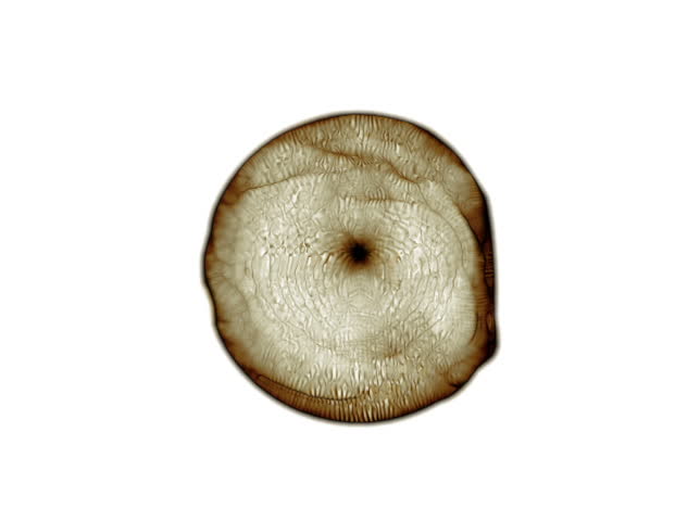 NTSC - Close-up on a microscopic single cell (Loop).