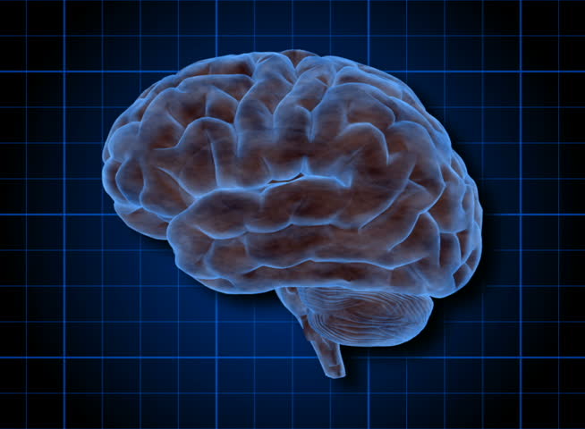 PAL - A human brain rotates on a blue grid (Loop).